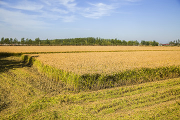 Fototapeta premium The rice in the field