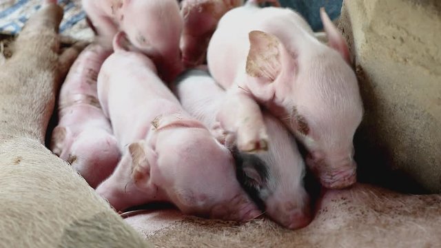 Close-up front view of newborn piglets grasping the sow's teats and fighting to suckle their mother's milk