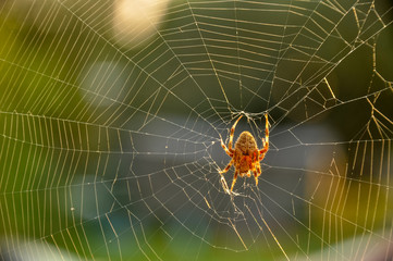Spider building a sticky web outdoors