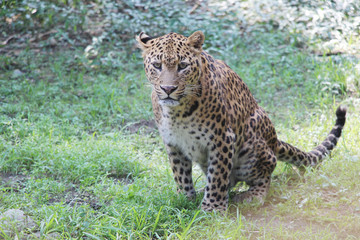 Naklejka na ściany i meble Panther hunting in safari. Panther hunting in Jaldapara Leopard safari, India.