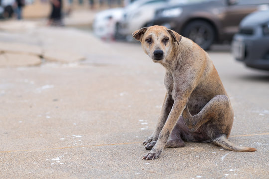 Skin Disease Dog