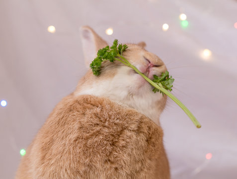 Domestic rabbit poses in soft light with chin up and parsley in mouth