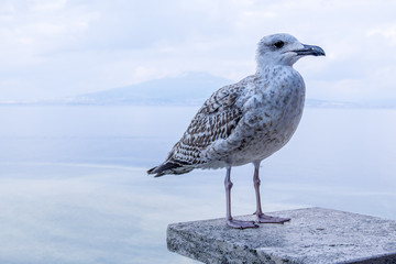 Seagull Posing with Mount Vesuvius in the Background