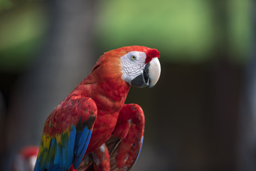 ฺBeautiful Green-winged Macaw