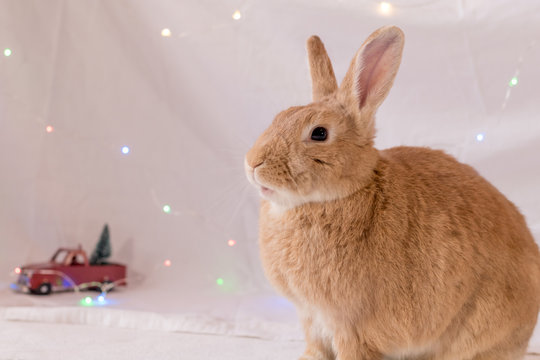 Beautiful rufous colored rabbit poses in soft light with small red truck and xmas tree