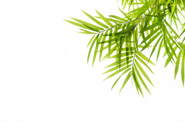 Fototapeta premium Bamboo leaves