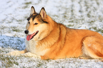 Scottish shepherd dog laying on a snow 
