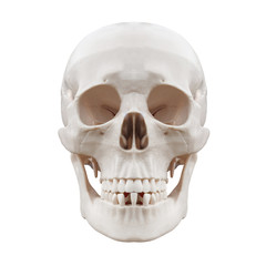 Plastic human skull on isolated white background.