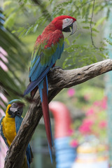 ฺBeautiful Green-winged Macaw
