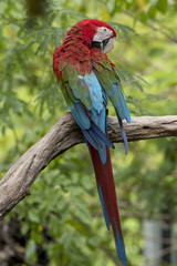 ฺBeautiful Green-winged Macaw