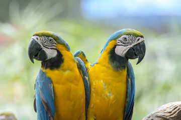 Blue and Gold Macaw