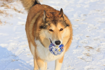 Scottish shepherd dog running in a snow with a toy ball