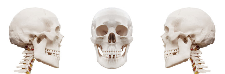Plastic human skull on isolated white background.