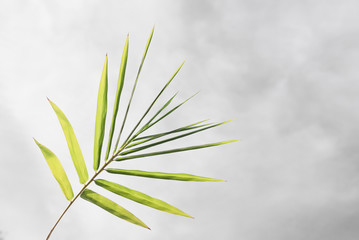Bamboo leaves