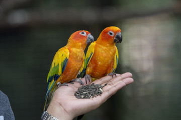 Beautiful Parrot, sun Conure , yellow parrot 