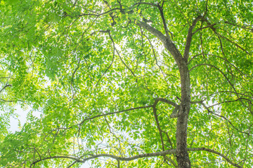 Fototapeta na wymiar Tree and leaf green