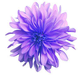 pink flower on a white  background isolated  with clipping path. Closeup. big shaggy  flower....