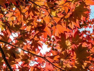Red Momiji Maple Leaves at the World Heritage Forest Kumano Kodo