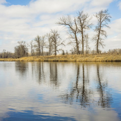 Fototapeta na wymiar Tree Reflections on the Bow River