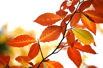 Colorful autumn birch leaves against white background