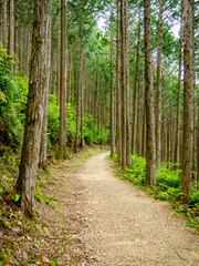 Fototapeta na wymiar Trail at the World Heritage Forest Kumano Kodo, Wakayama Prefect