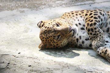 Panther. Now is resting time.