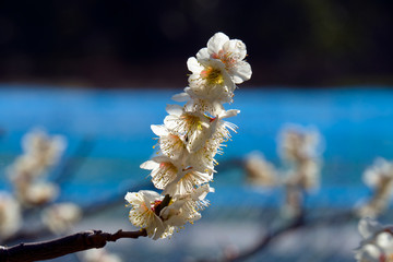 梅の花