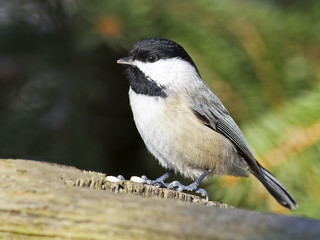 Obraz premium Carolina Chickadee