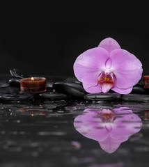 Fototapeta na wymiar still life with pink orchid and candle on black stones 