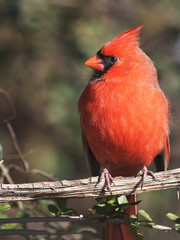 Male Northern Cardinal