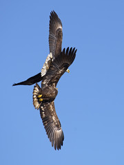 Bald Eagle Battle