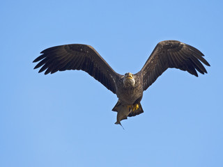 Juvenile Bald Eagle in Flight with Fish