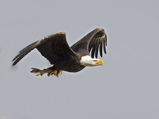 Bald Eagle in Flight with Fish