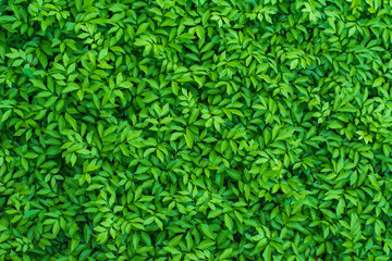 The surface of green leaf for background