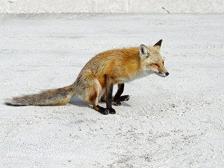 Red Fox Scooting on Ground