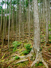 World Heritage Forest Kumano Kodo, Wakayama Prefecture, Japan, M