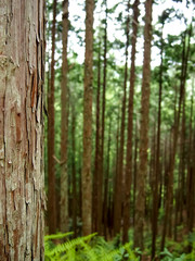 World Heritage Forest Kumano Kodo, Wakayama Prefecture, Japan, M