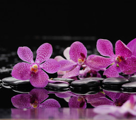 still life with pink orchid on black stones 