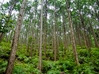 World Heritage Forest Kumano Kodo, Wakayama Prefecture, Japan, M