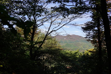 見上げる空　木々　森　夏　山