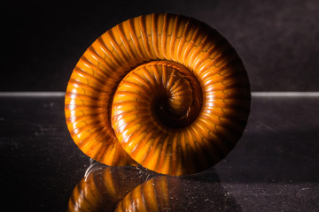 Macro of orange and brown millipede on glass with reflection, Millipede coiled, Disambiguation, Low key photo.