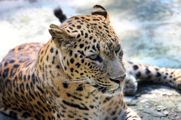 Leopard. Close-up of face and torso of beautiful spotted leopard.