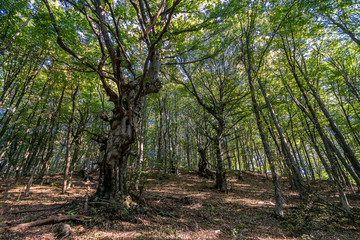 Fototapeta na wymiar Beech forest at the foot of the mountain Demerdzhi