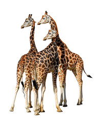 Giraffes isolated on a white background.