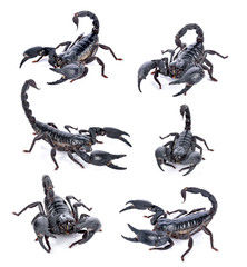 scorpion on white background