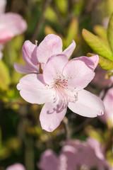 pink rhododendron close up