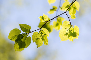 linden branch in the spring