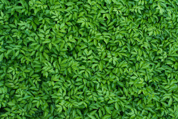 The surface of green leaf for background
