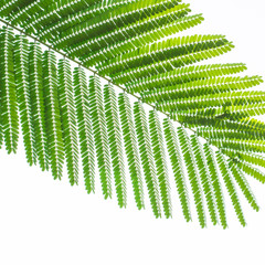Leaf on a white background