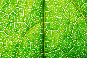 Fresh leaf texture or leaf background for design with copy space for text or image. Abstract green leaf texture. Pumpkin leaves. For use leaf back ground or green leaf wallpaper.